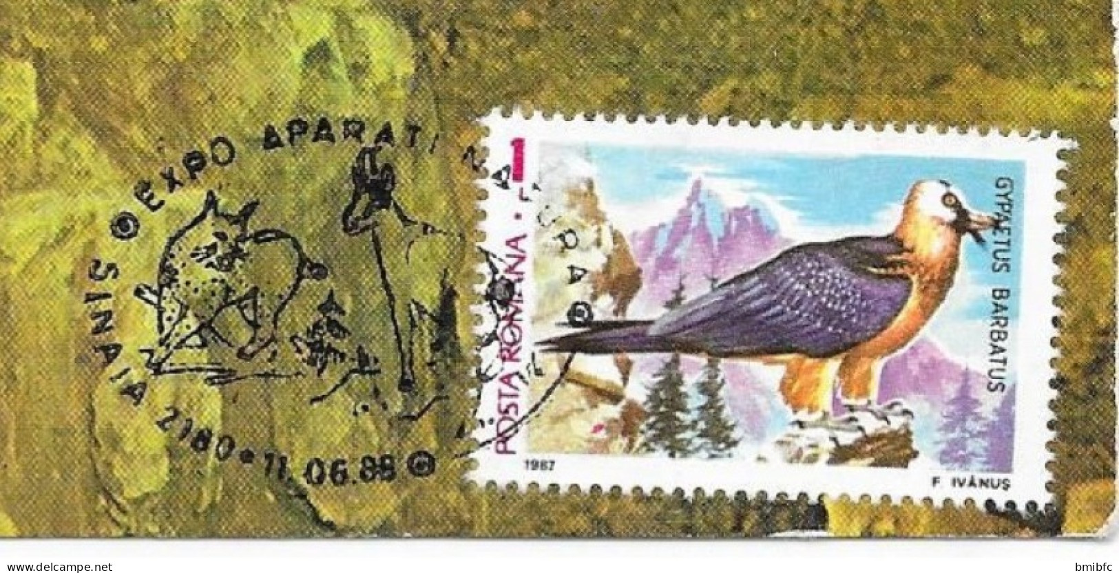 GYPAETE   (gypaetus Barbatus) - Adler & Greifvögel