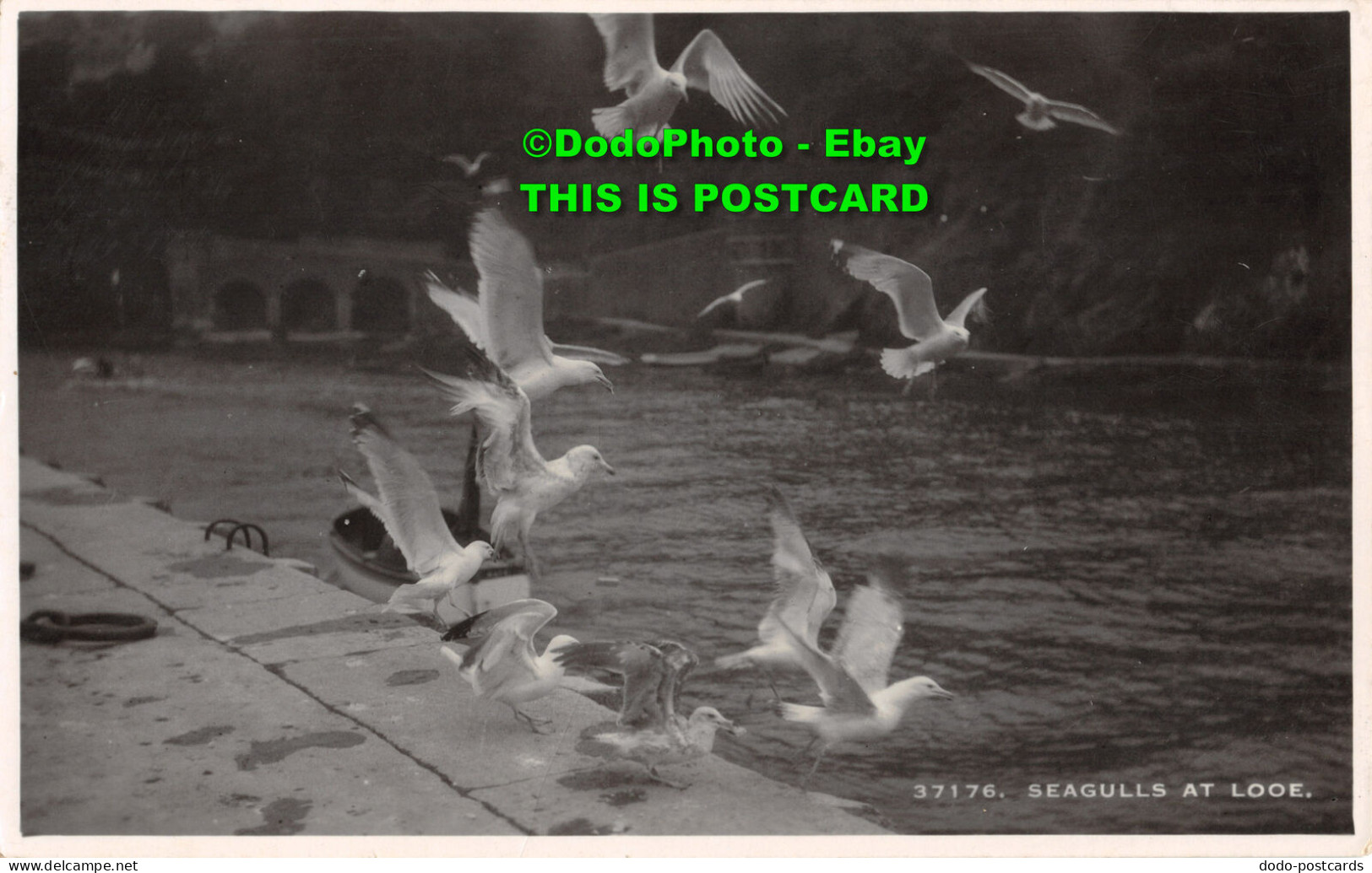 R449956 37176. Seagulls At Looe. Sologlaze Series. RP. E. A. Sweetman. 1944 - World
