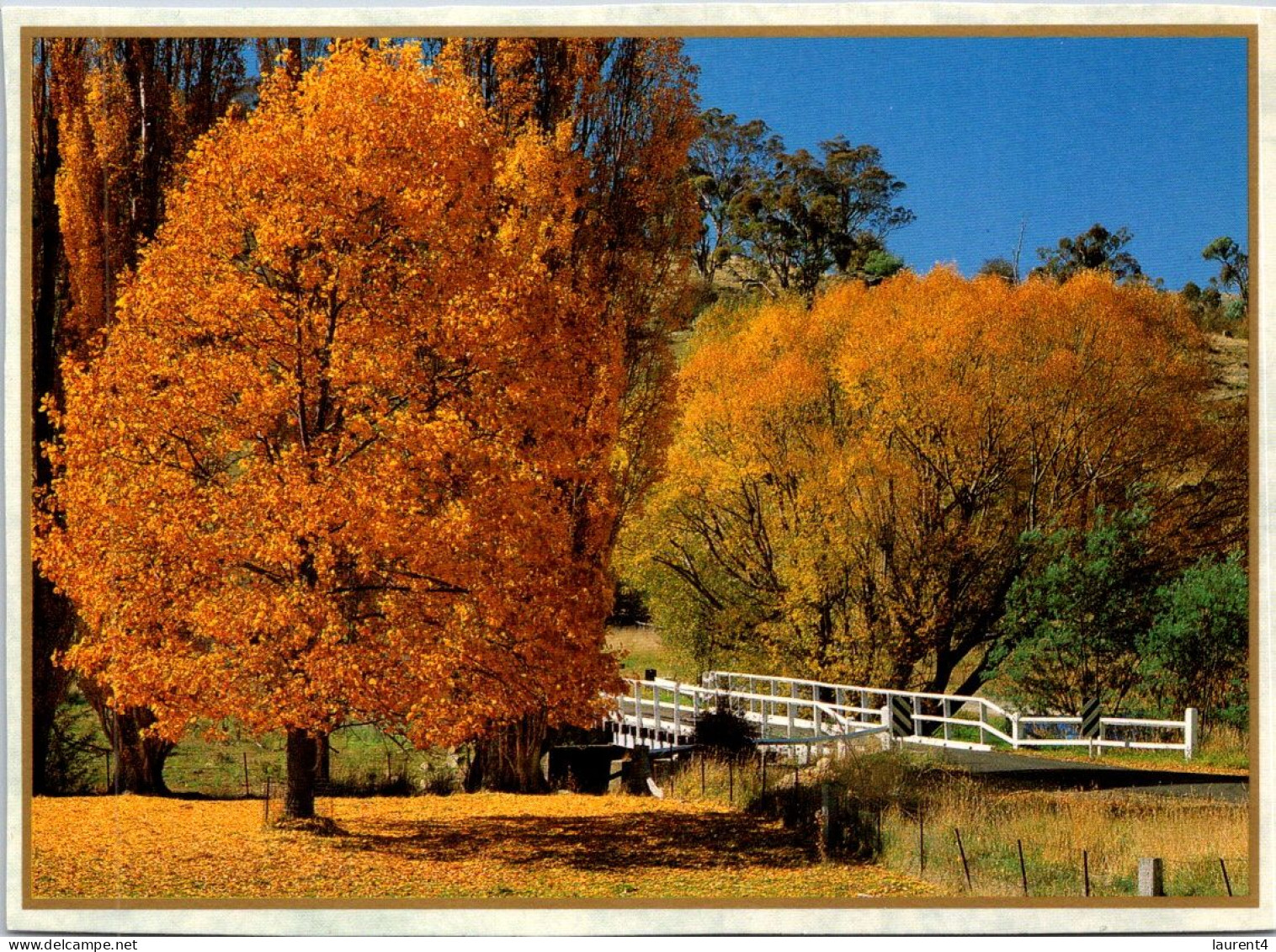 15-5-2024 (5 Z 16) Australia - VIC - Trees In Autumn - Arbres