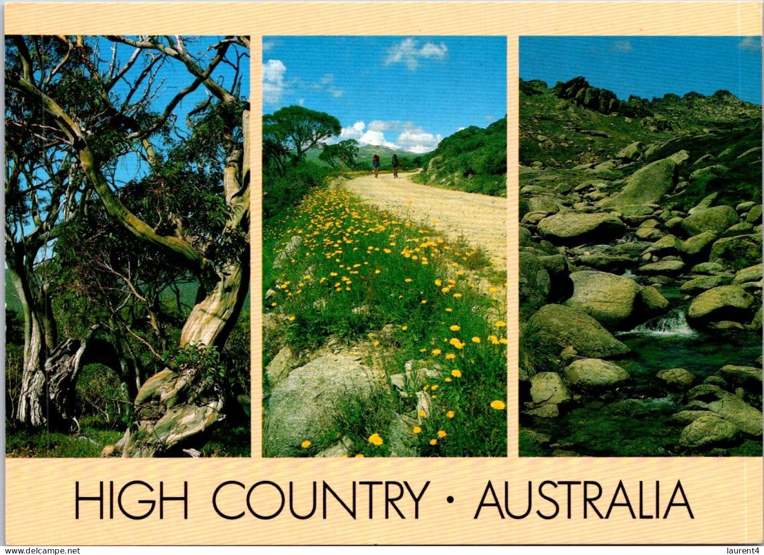 15-5-2024 (5 Z 16) Australia - VIC - High Country (tree & Flowers) - Arbres