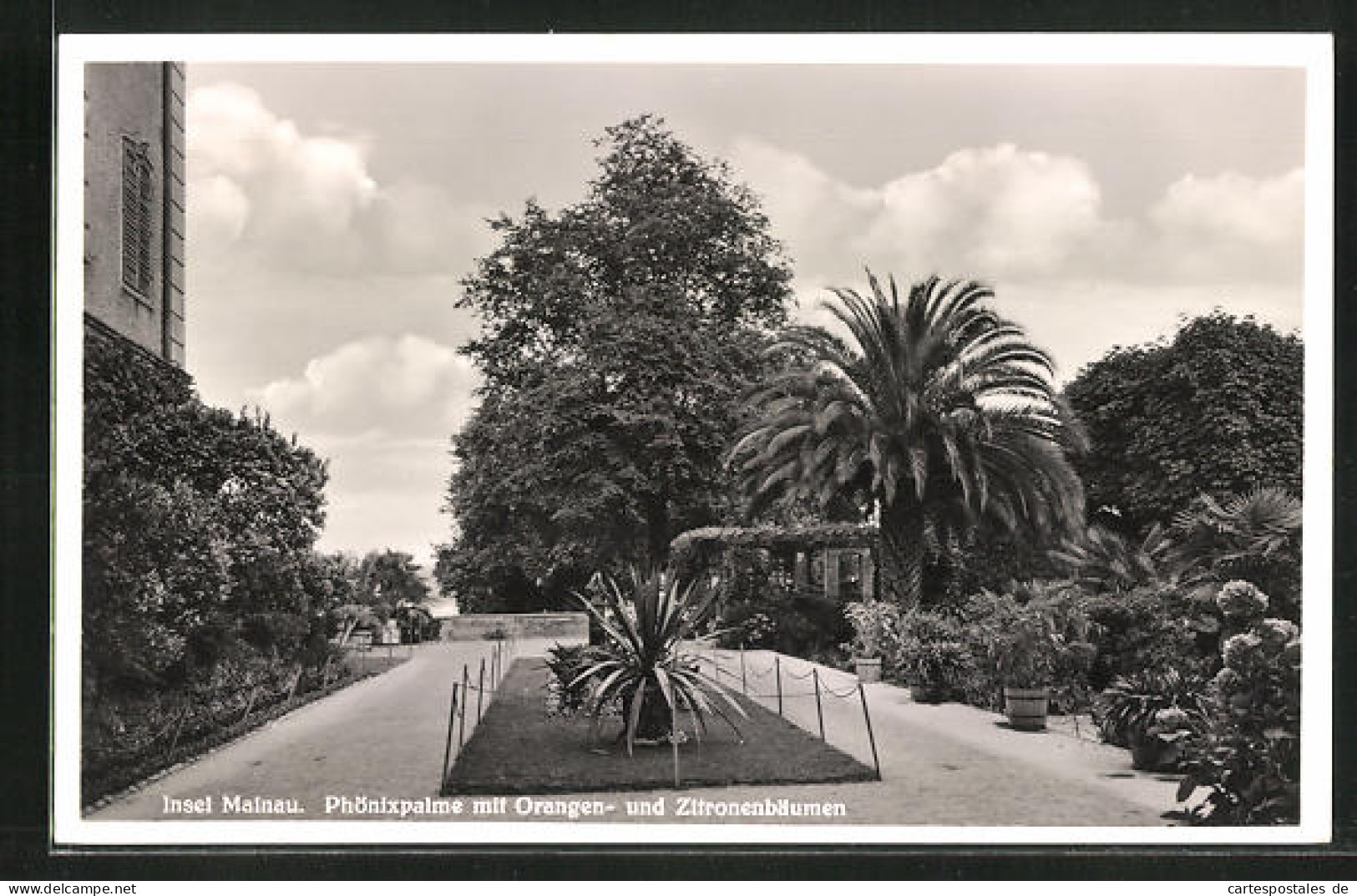 AK Insel Mainau, Phönixpalme Mit Orangen- Und Zitronenbäumen  - Sonstige & Ohne Zuordnung