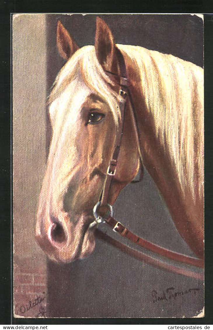 AK Schönes Pferd An Der Pferdebox Stehend  - Horses