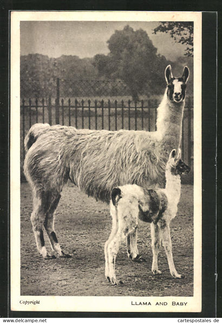 AK Llama Und Baby Auf Der Weide  - Altri & Non Classificati