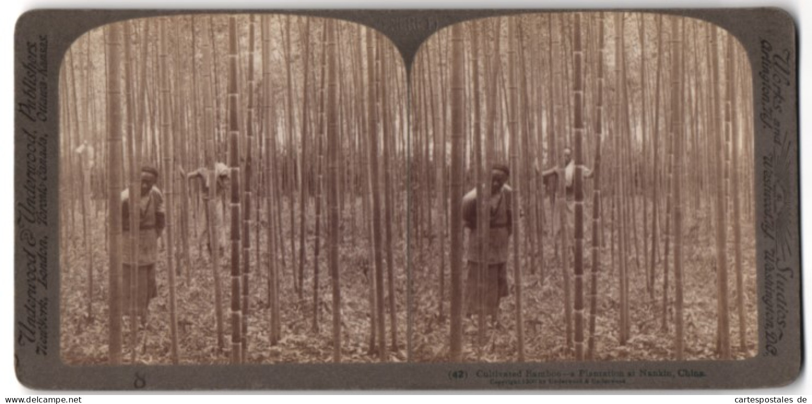 Stereo-Fotografie Underwood & Underwood, New York, Ansicht Nankin / China, Chinesen Inmitten Einer Bambus-Plantage  - Stereoscopic