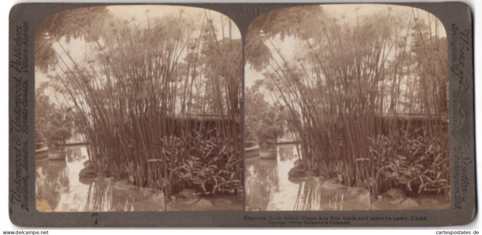 Stereo-Fotografie Underwood & Underwood, New York, Ansicht China, Papyrus-Pflanzen Wachsen Am Teichufer  - Stereo-Photographie