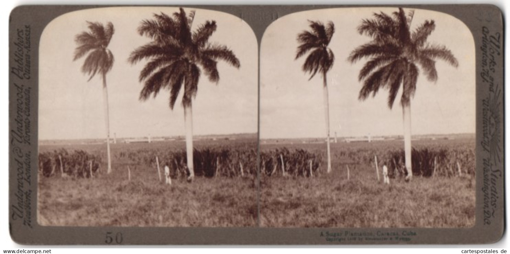 Stereo-Fotografie Underwood & Underwood, New York, Ansicht Caracas / Kuba, Zuckerrohr-Plantage  - Stereo-Photographie