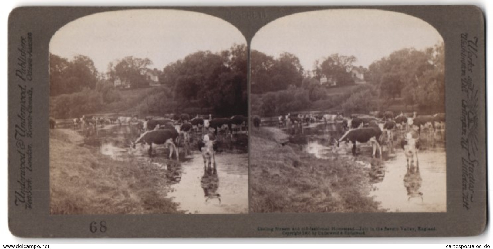 Stereo-Photo Underwood & Underwood, New York, Ansicht Severn Valley, Rinderherde Am Fluss  - Stereoscopic