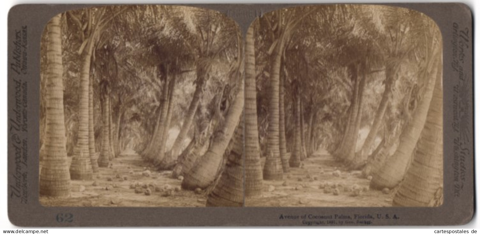 Stereo-Fotografie Underwood & Underwood, New York, Ansicht Florida, Avenue Of Cocanut Palms  - Stereoscopic