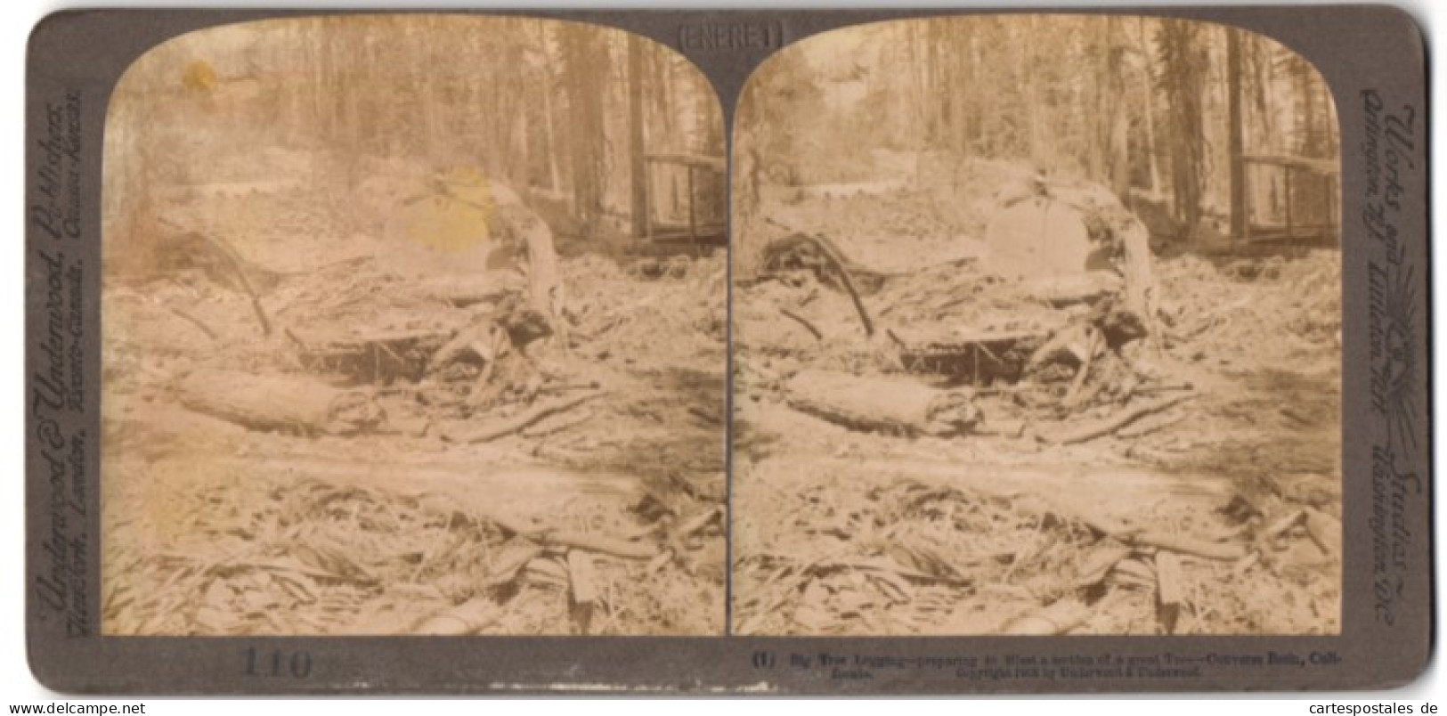 Stereo-Fotografie Underwood & Underwood, New York, Ansicht Converse Basin Grove / CA, Mammutbaum Nach Sprengung  - Stereo-Photographie