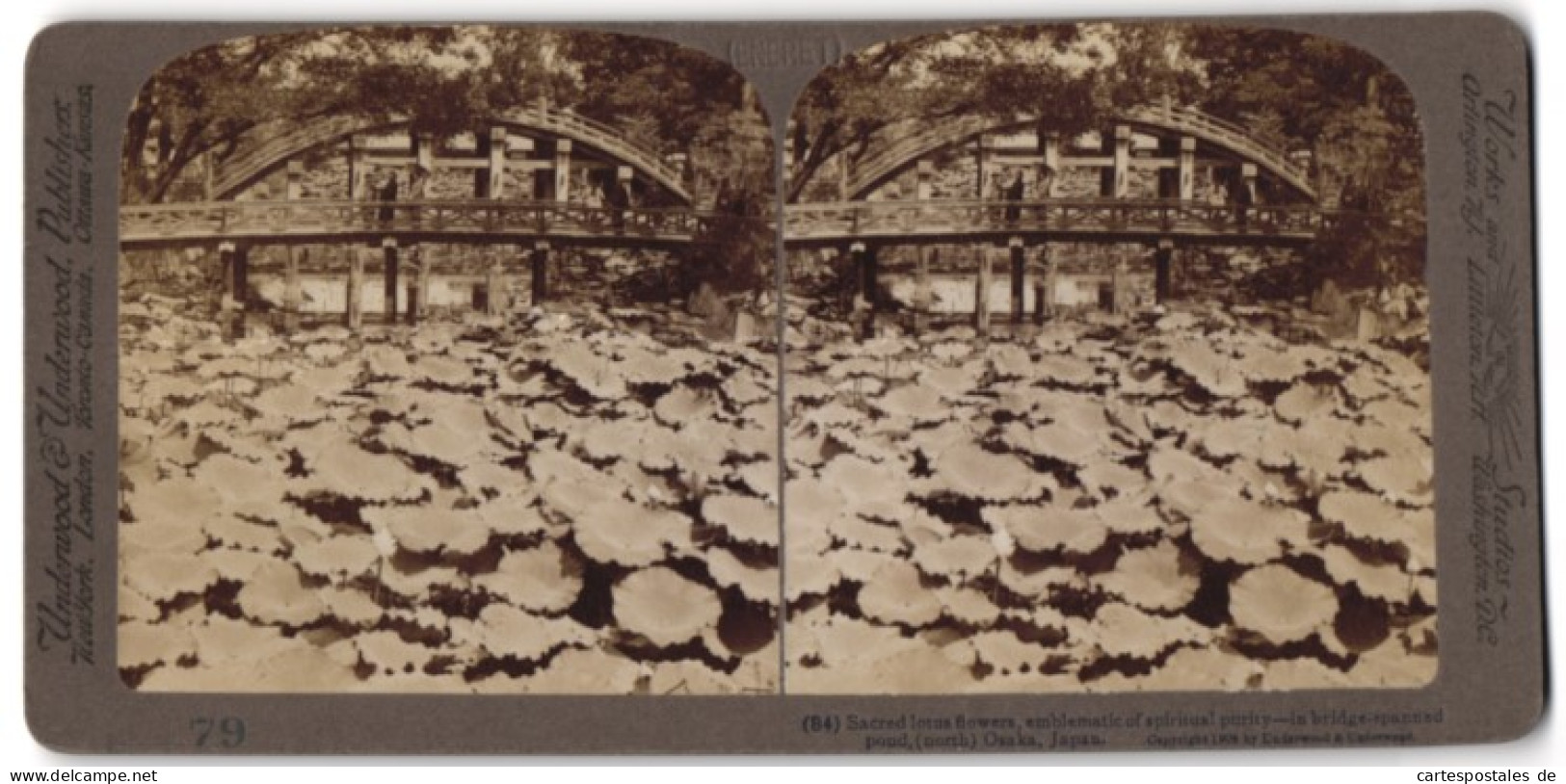 Stereo-Fotografie Underwood & Underwood, New York, Ansicht Osaka / Japan, Lotus-Pflanzen In Einem Park  - Stereoscopic