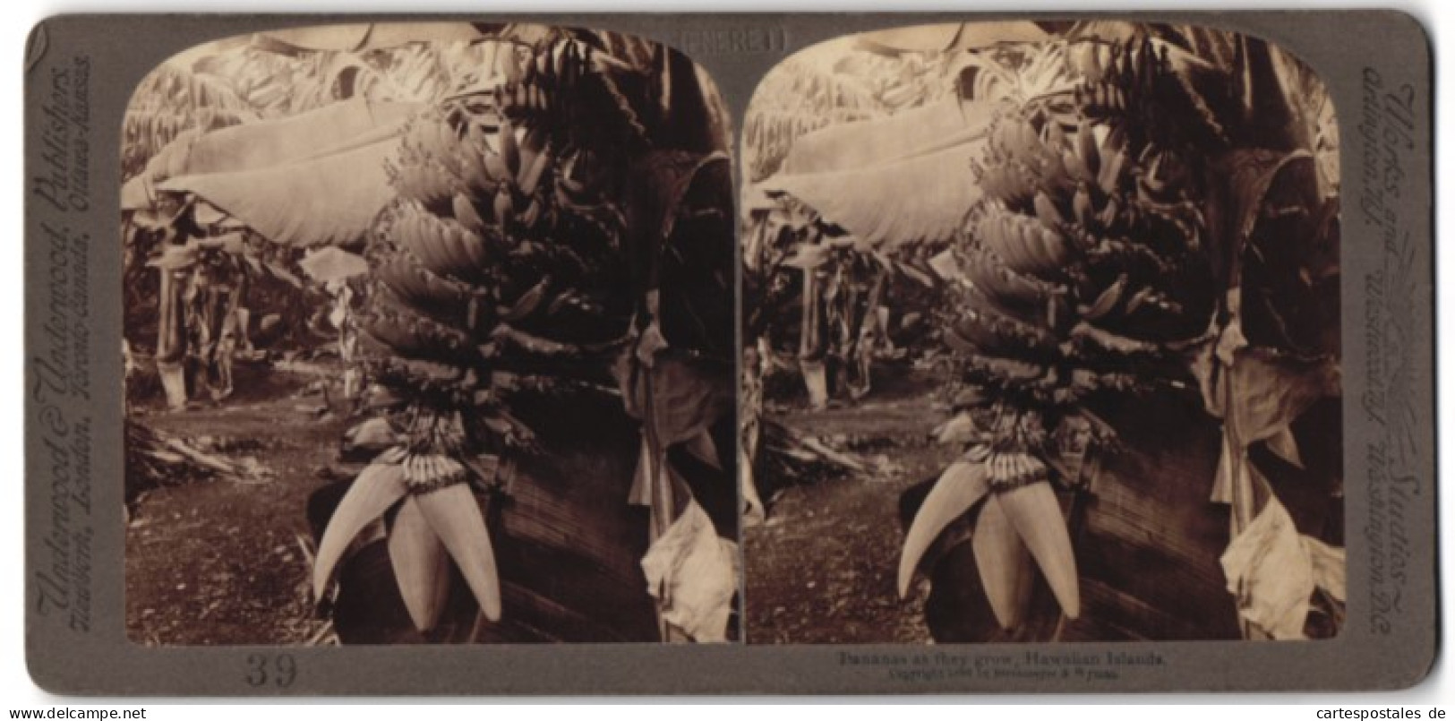 Stereo-Fotografie Underwood & Underwood, New York, Ansicht Hawaii, Bananen-Plantage  - Stereoscopic