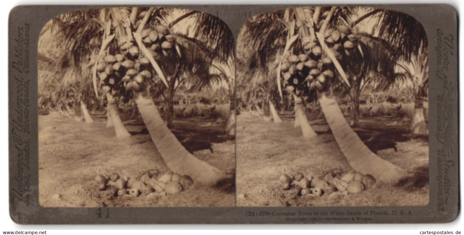 Stereo-Fotografie Underwood & Underwood, New York, Ansicht Florida, Cocoanut Trees In The White Sands  - Fotos Estereoscópicas