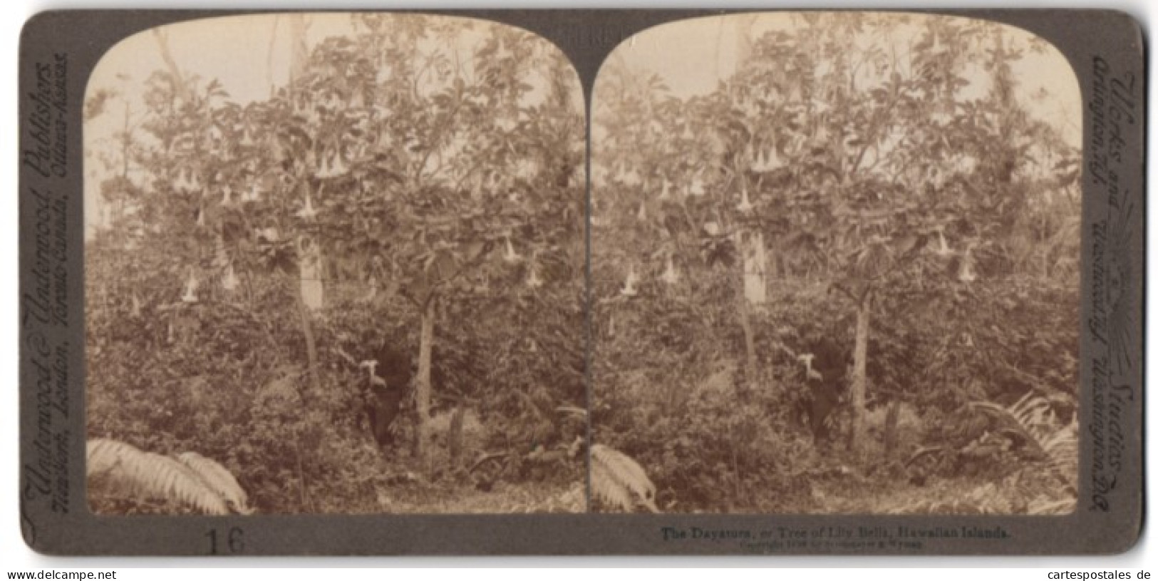 Stereo-Fotografie Underwood & Underwood, New York, Ansicht Hawaii, Dayatura Tree Of Lilly Bells  - Stereoscopic