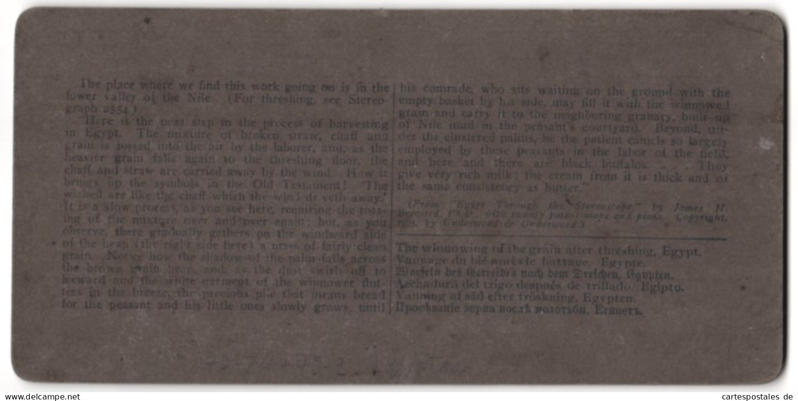 Vue Stéréoscopique-Photo Underwood & Underwood, New York,  Vue De Ägypten, Bauern Dreschen Getreide  - Stereoscopic