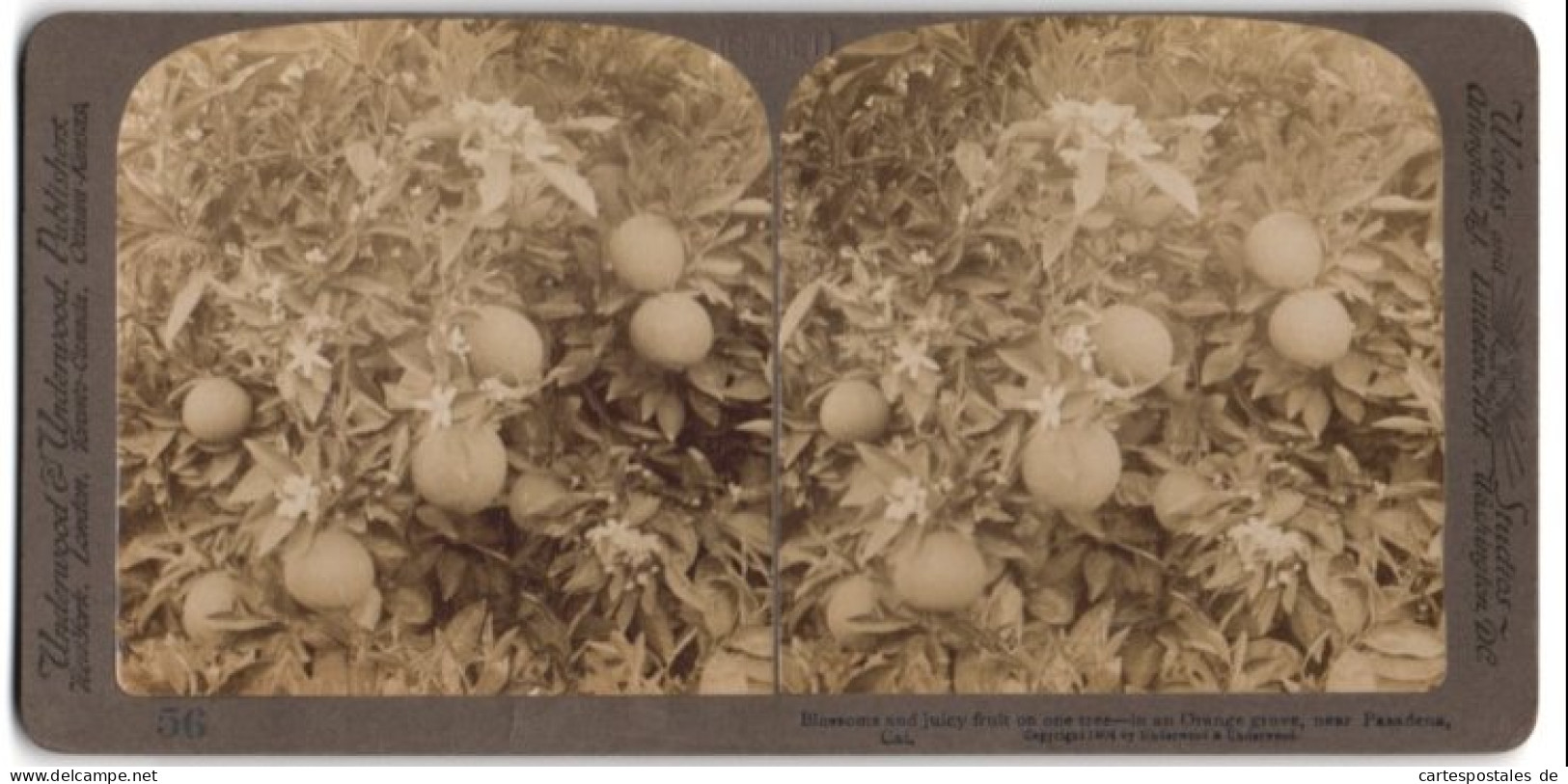 Stereo-Fotografie Underwood & Underwood, New York, Ansicht Pasadena / CA, Baum Einer Orangen-Plantage  - Stereo-Photographie