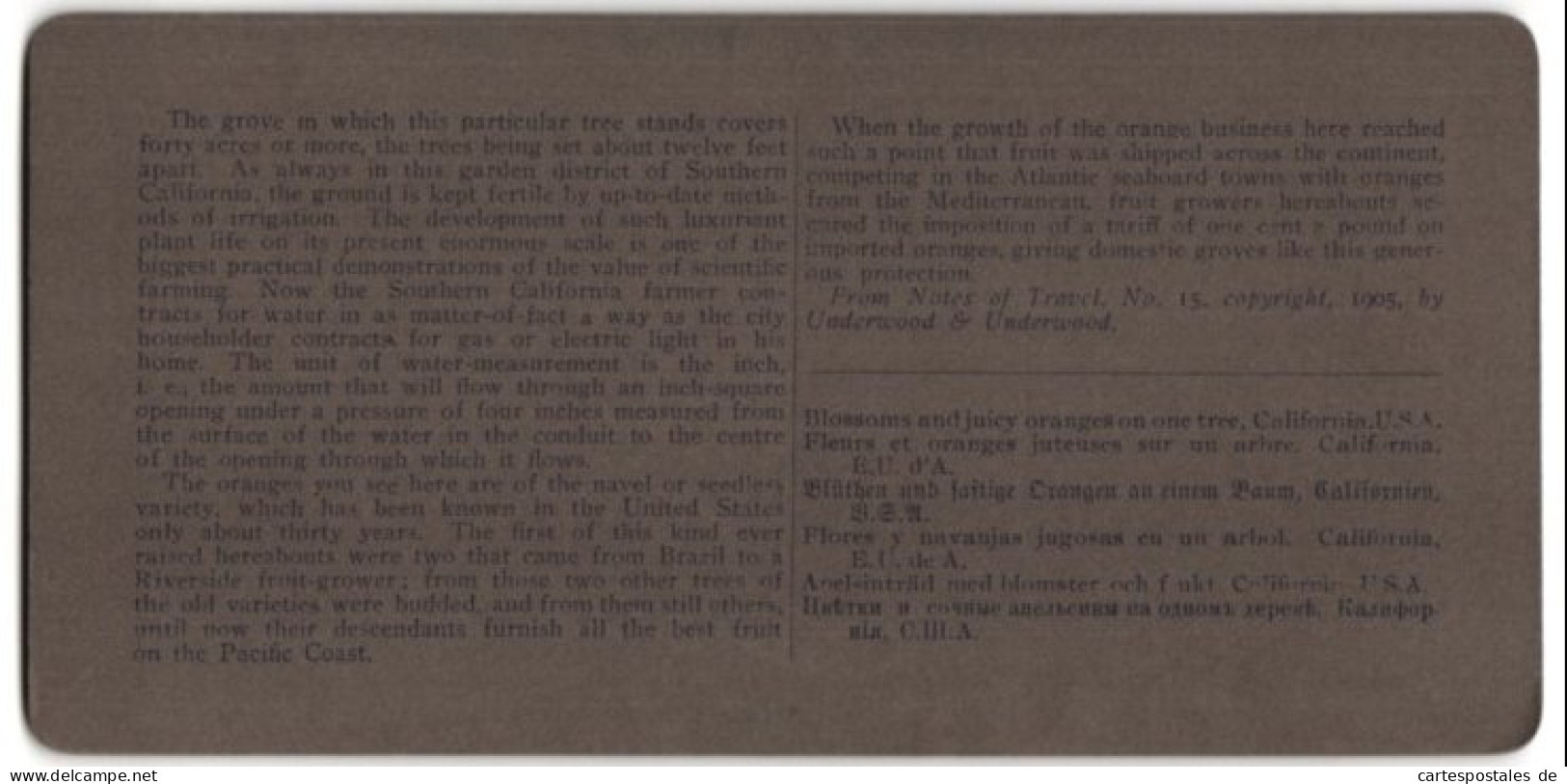 Stereo-Fotografie Underwood & Underwood, New York, Ansicht Pasadena / CA, Baum Einer Orangen-Plantage  - Photos Stéréoscopiques