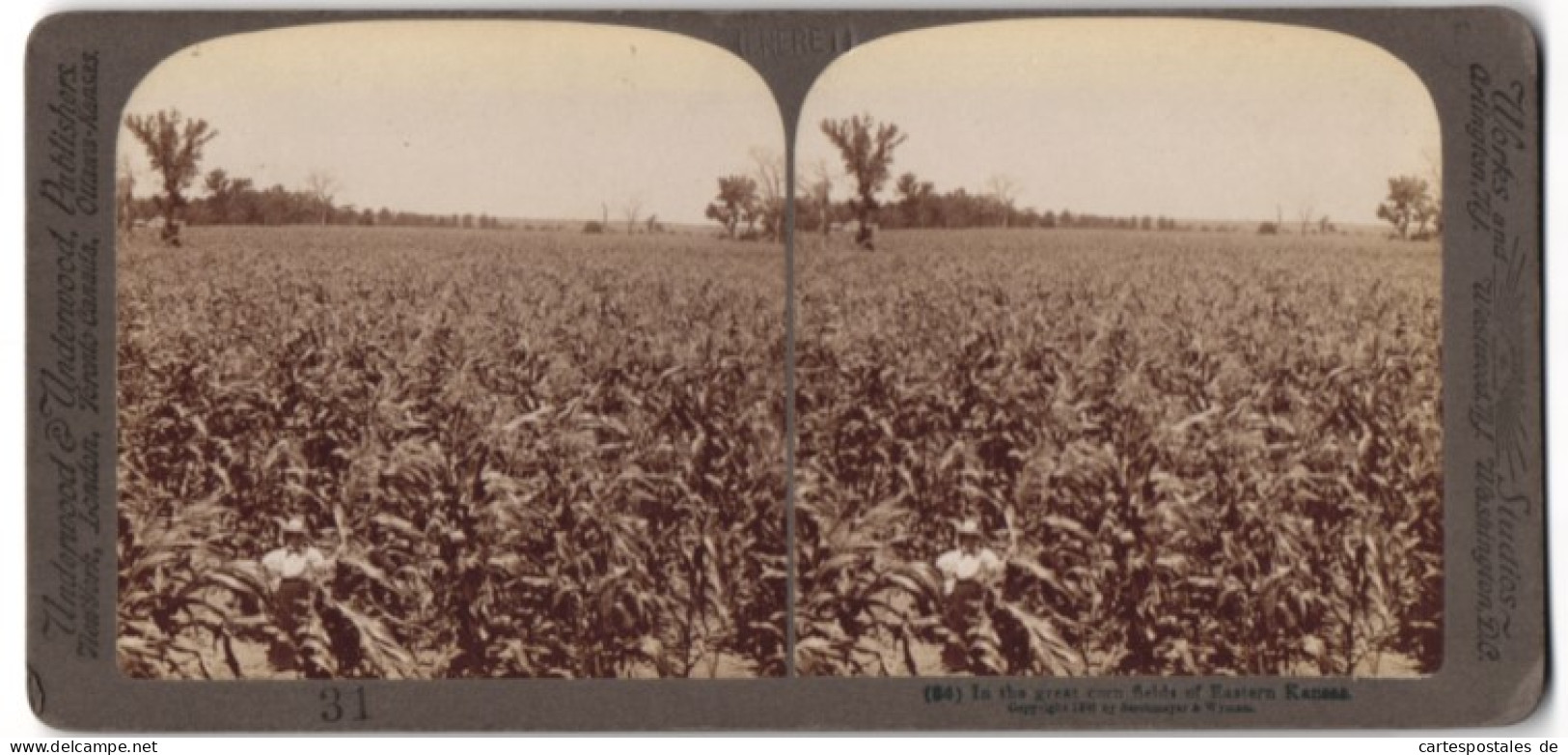 Stereo-Fotografie Underwood & Underwood, New York, Ansicht Kansas, Blick über Ein Maisfeld  - Stereoscopic