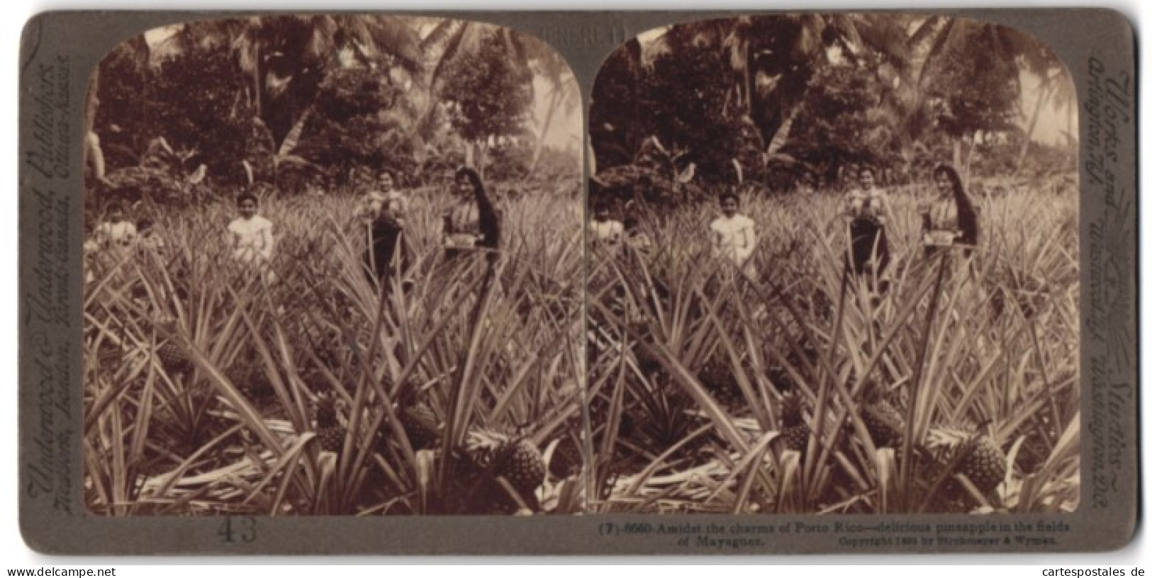 Stereo-Fotografie Underwood & Underwood, New York, Ansicht Mayaguez / Puerto Rico, Damen In Einem Ananas-Feld  - Stereo-Photographie