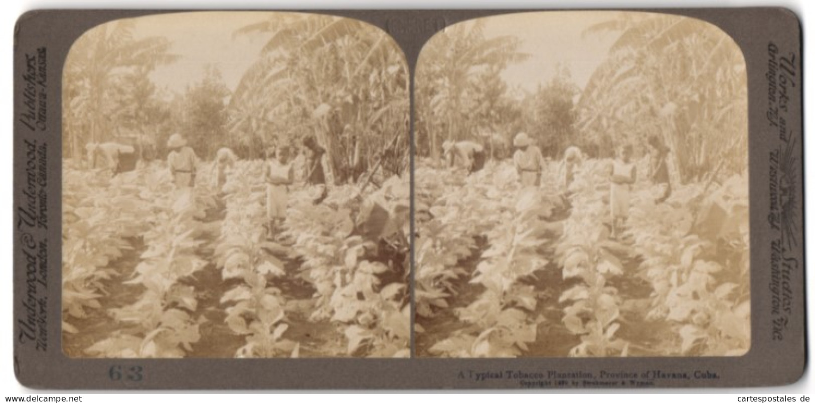 Stereo-Fotografie Underwood & Underwood, New York, Ansicht Havanna / Kuba, Arbeiter Auf Einer Tabak-Plantage  - Stereoscopic