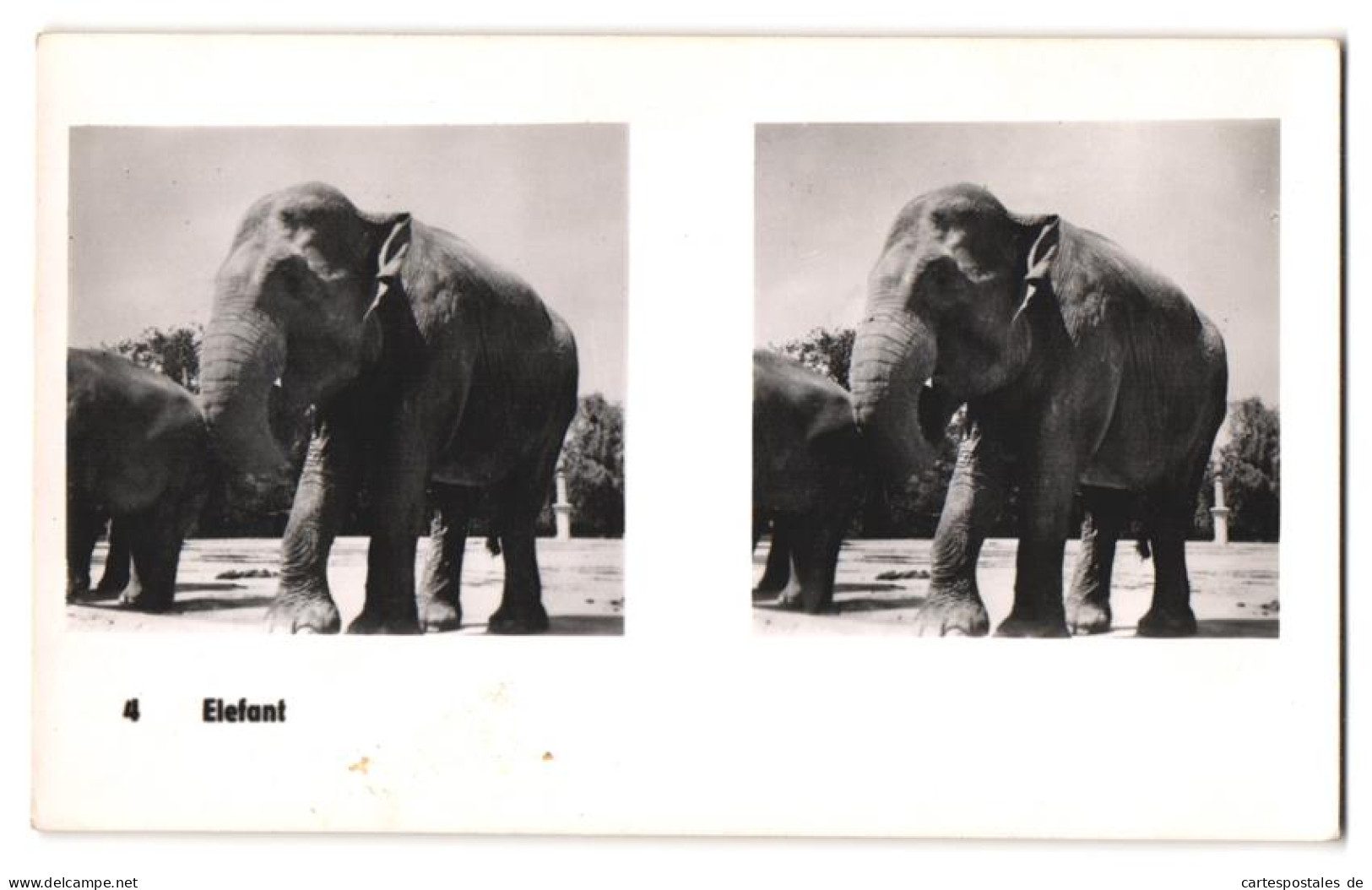 20 Stereo-Fotografien Mit Stereobetrachter Omnia-Verlag Tiere Serie Aus Dem Zoo  - Stereoscopic