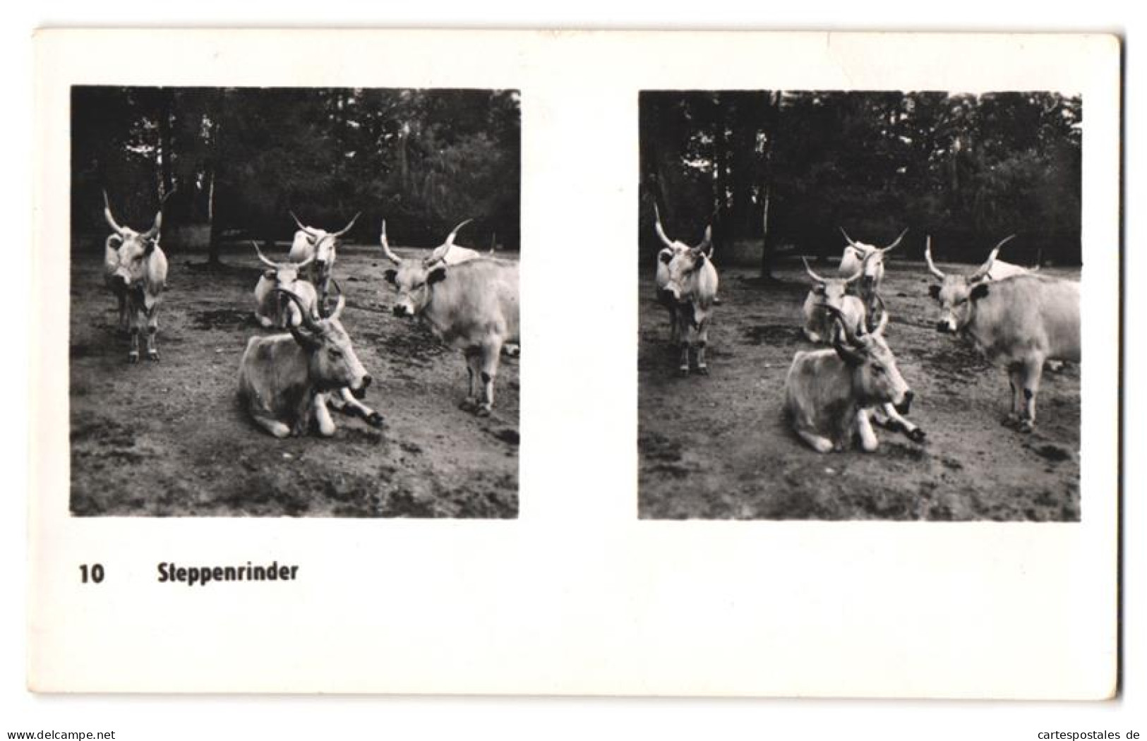 20 Stereo-Fotografien mit Stereobetrachter Omnia-Verlag Tiere Serie Aus dem Zoo 