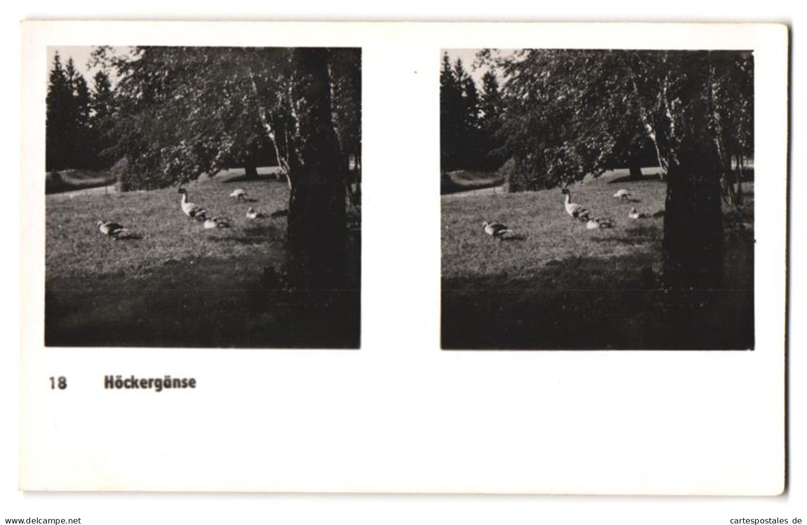 20 Stereo-Fotografien mit Stereobetrachter Omnia-Verlag Tiere Serie Aus dem Zoo 