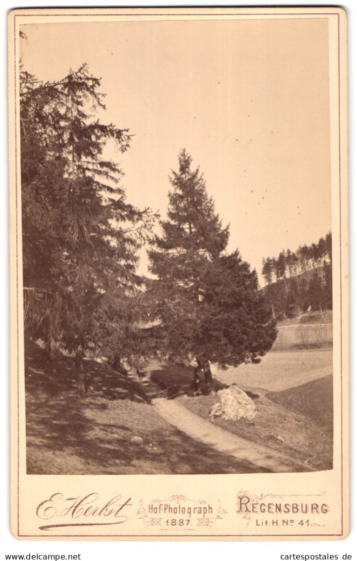 Fotografie E. Herbst, Regensburg, Lit. H. 41, Ansicht Regensburg, Umgebung Der Stadt Mit Tannen  - Places