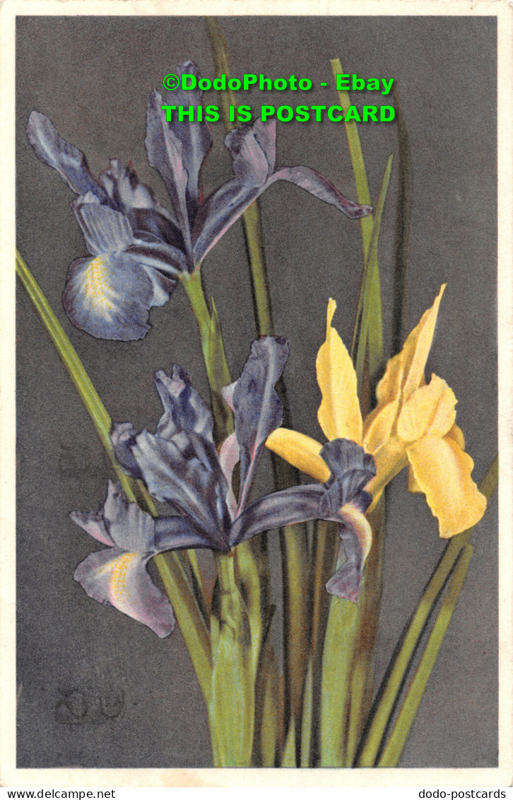 R452043 Iris. No. 995. Postcard. 1954 - World