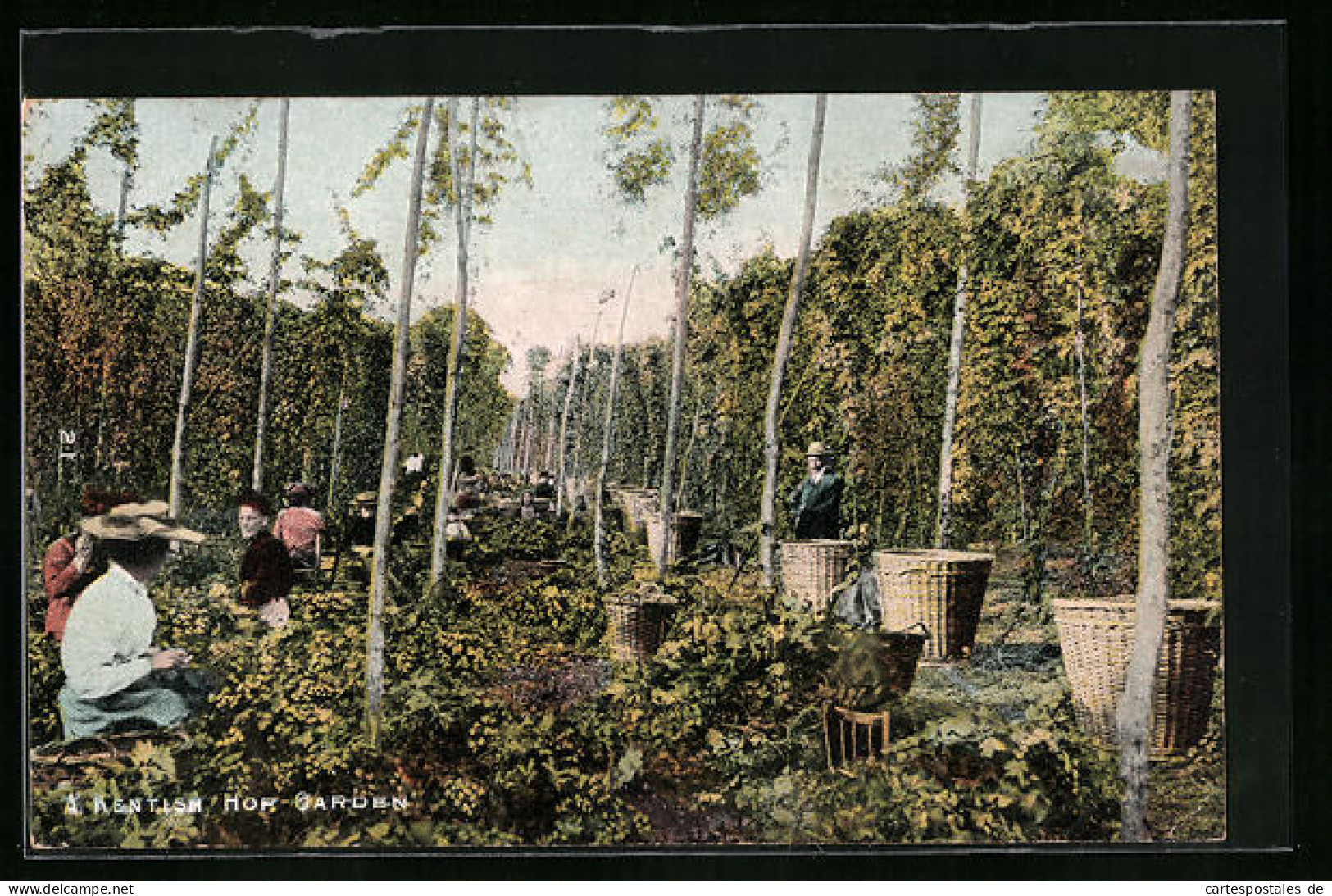 AK Hop-Garden, Arbeiter Bei Der Hopfenernte  - Cultivation