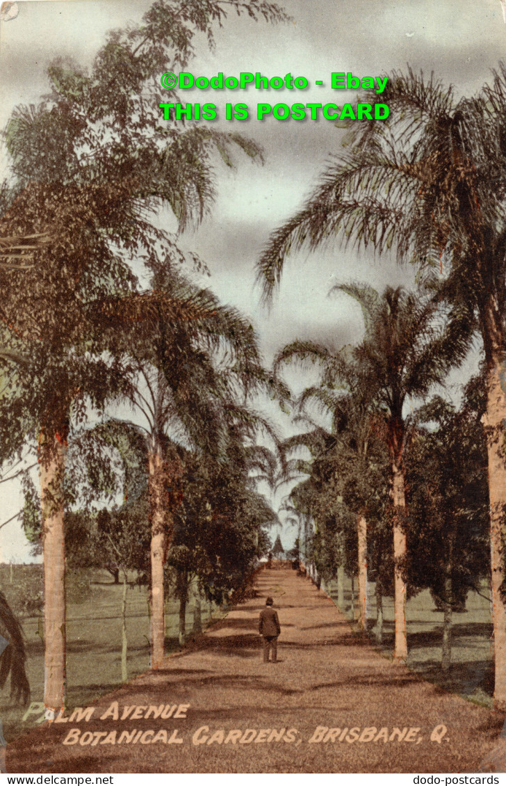 R452454 Brisbane. Palm Avenue. Botanical Gardens - Wereld