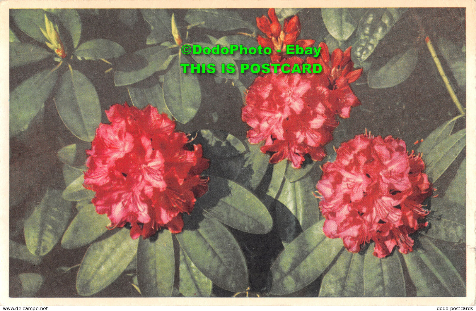 R452874 Flower Series. No. 6. Rhododendron. Valentines. 1955 - Welt