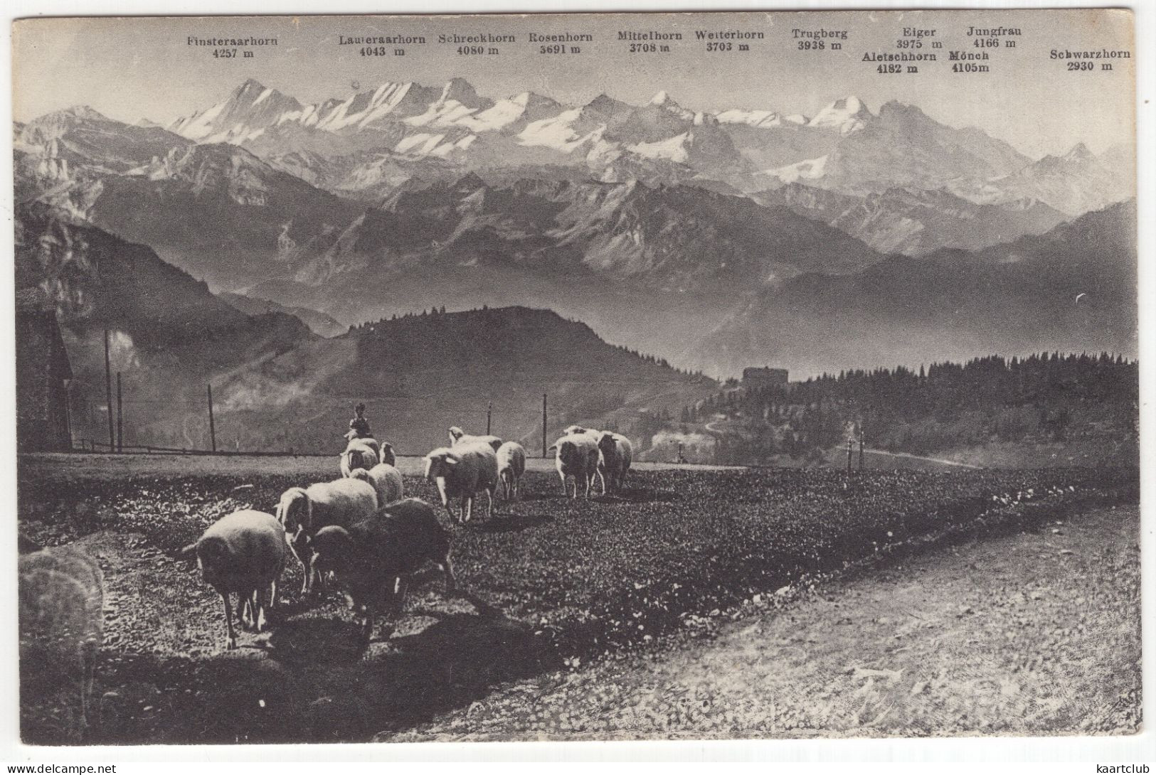M 8588  Rigi-Kulm (1800 M) - Schafweide Und Die Berner-Hochalpen - (Schweiz/Suisse/Switzerland) - Sheep/Mouton/Schäfe - Other & Unclassified