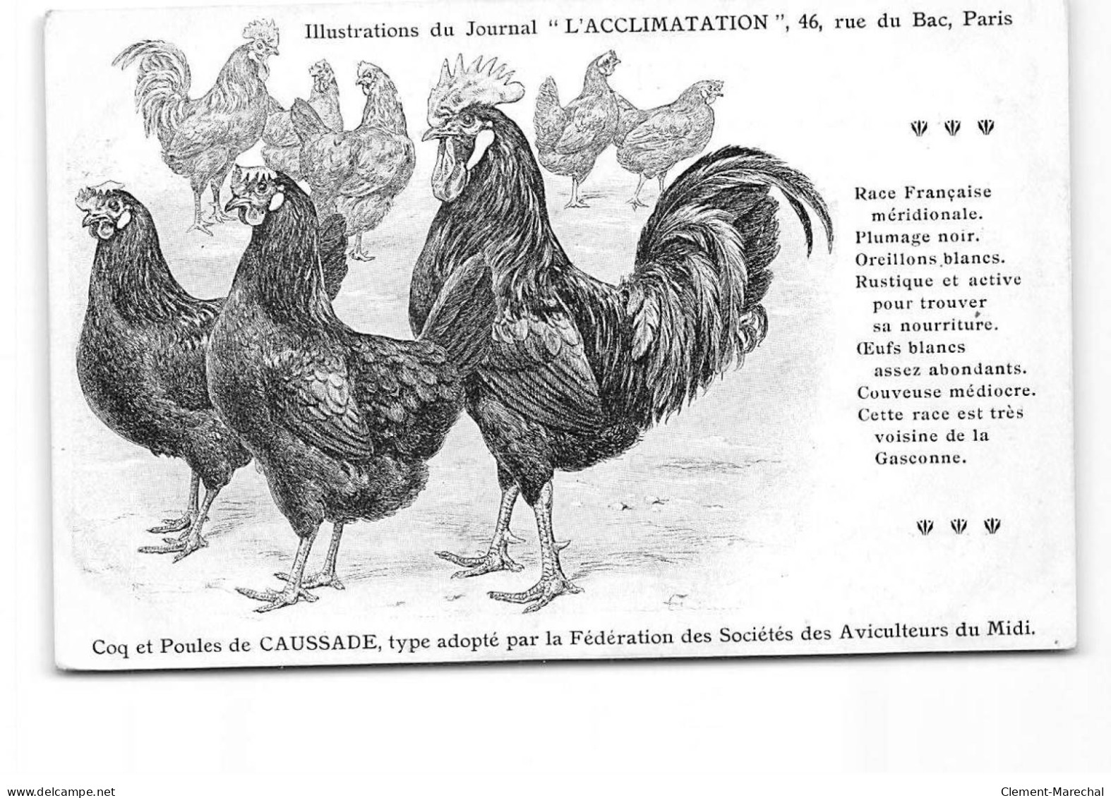 PARIS - Illustration Du Journal " L'Acclimatation " - Coq Et Poules De Caussade - Très Bon état - Salute, Ospedali