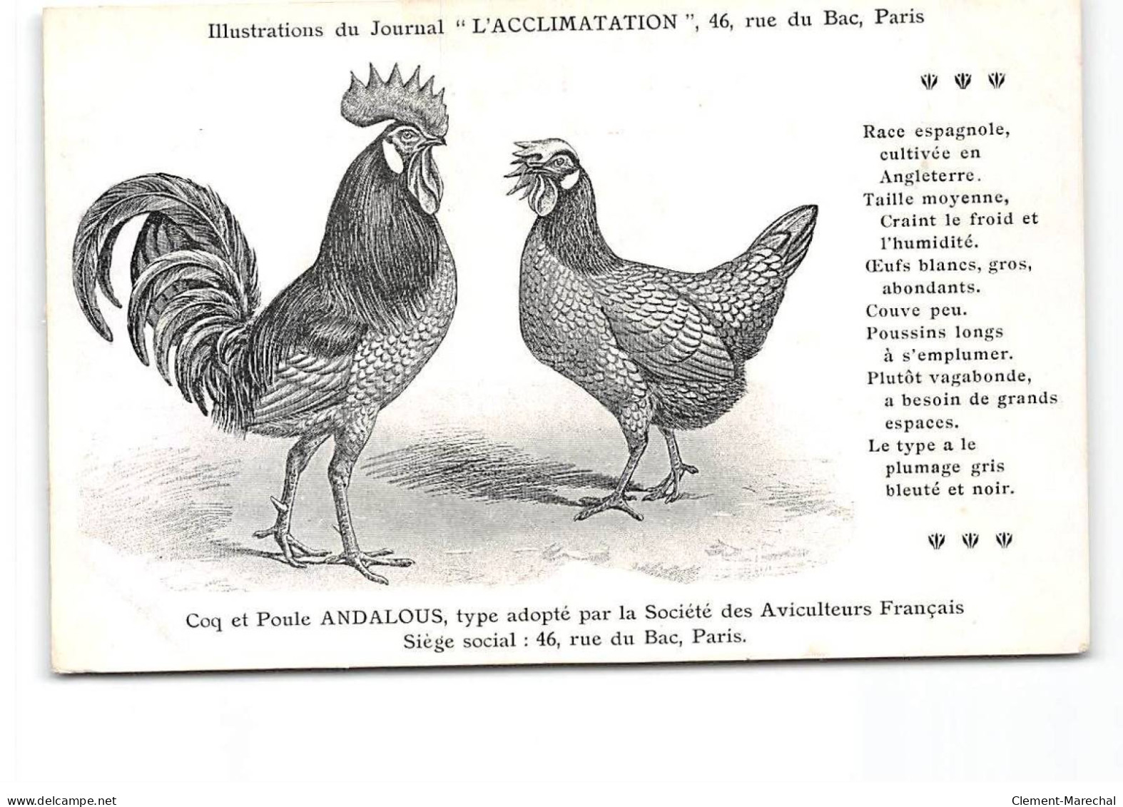 PARIS - Illustration Du Journal " L'Acclimatation " - Coq Et Poules Andalous - Très Bon état - Health, Hospitals