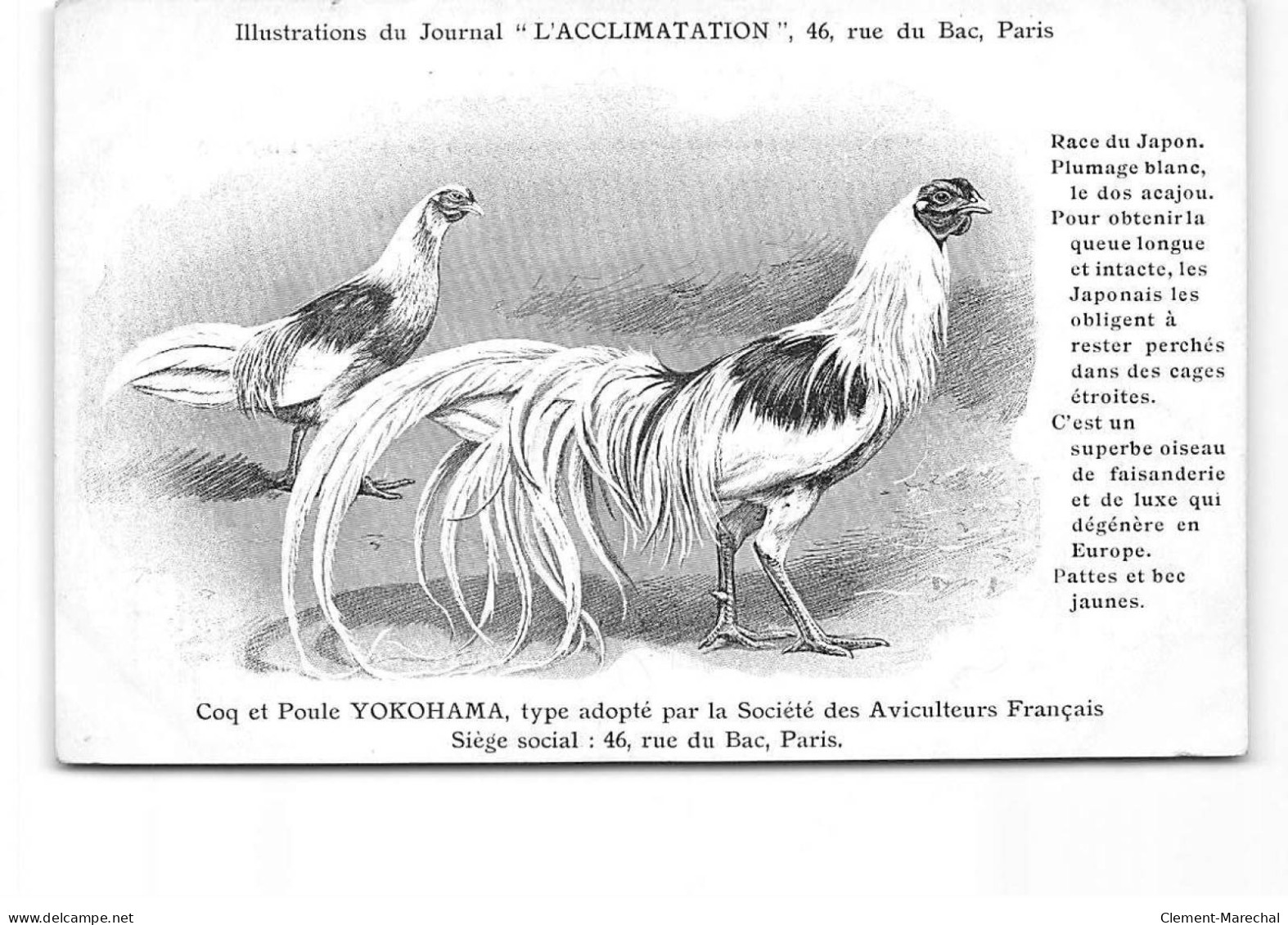 PARIS - Illustration Du Journal " L'Acclimatation " - Coq Et Poule De Yokohama - Très Bon état - Gezondheid, Ziekenhuizen