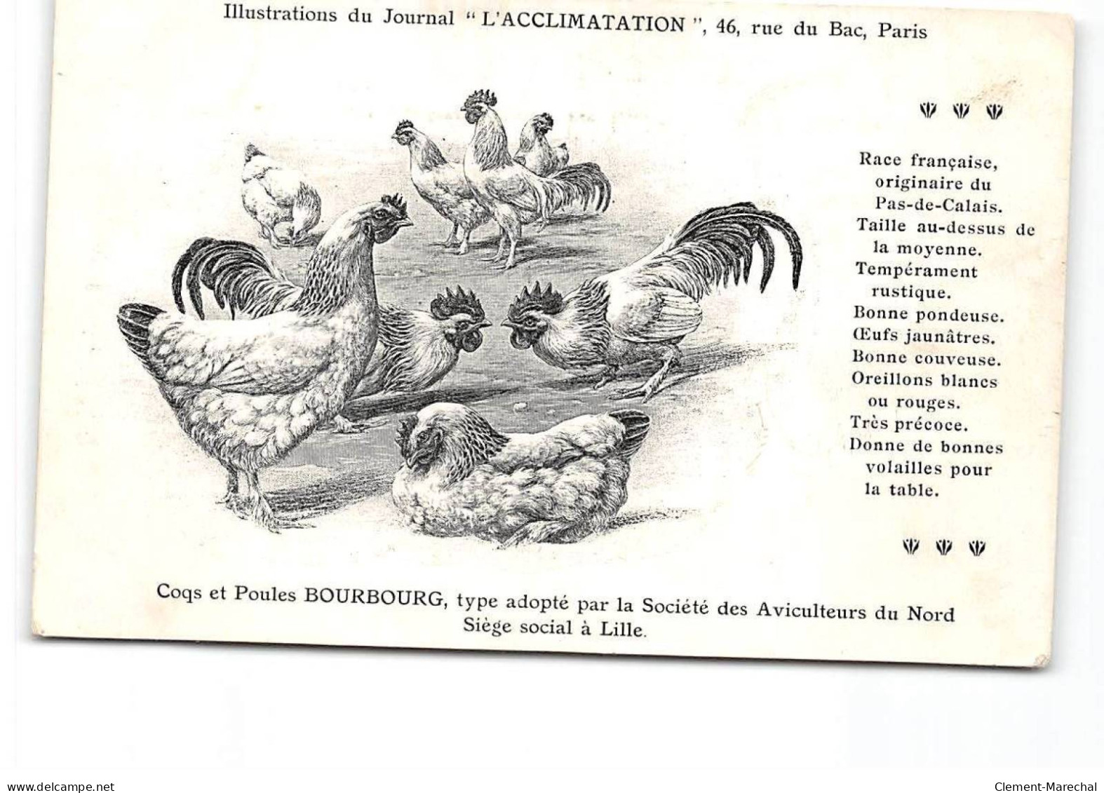 PARIS - Illustration Du Journal " L'Acclimatation " - Coqs Et Poules Bourbourg - Très Bon état - Santé, Hôpitaux