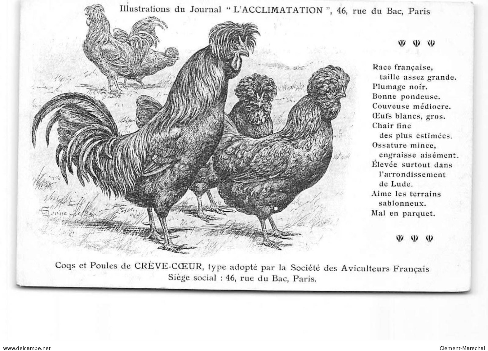 PARIS - Illustration Du Journal " L'Acclimatation " - Coqs Et Poules De Crêve Coeur - Très Bon état - Health, Hospitals