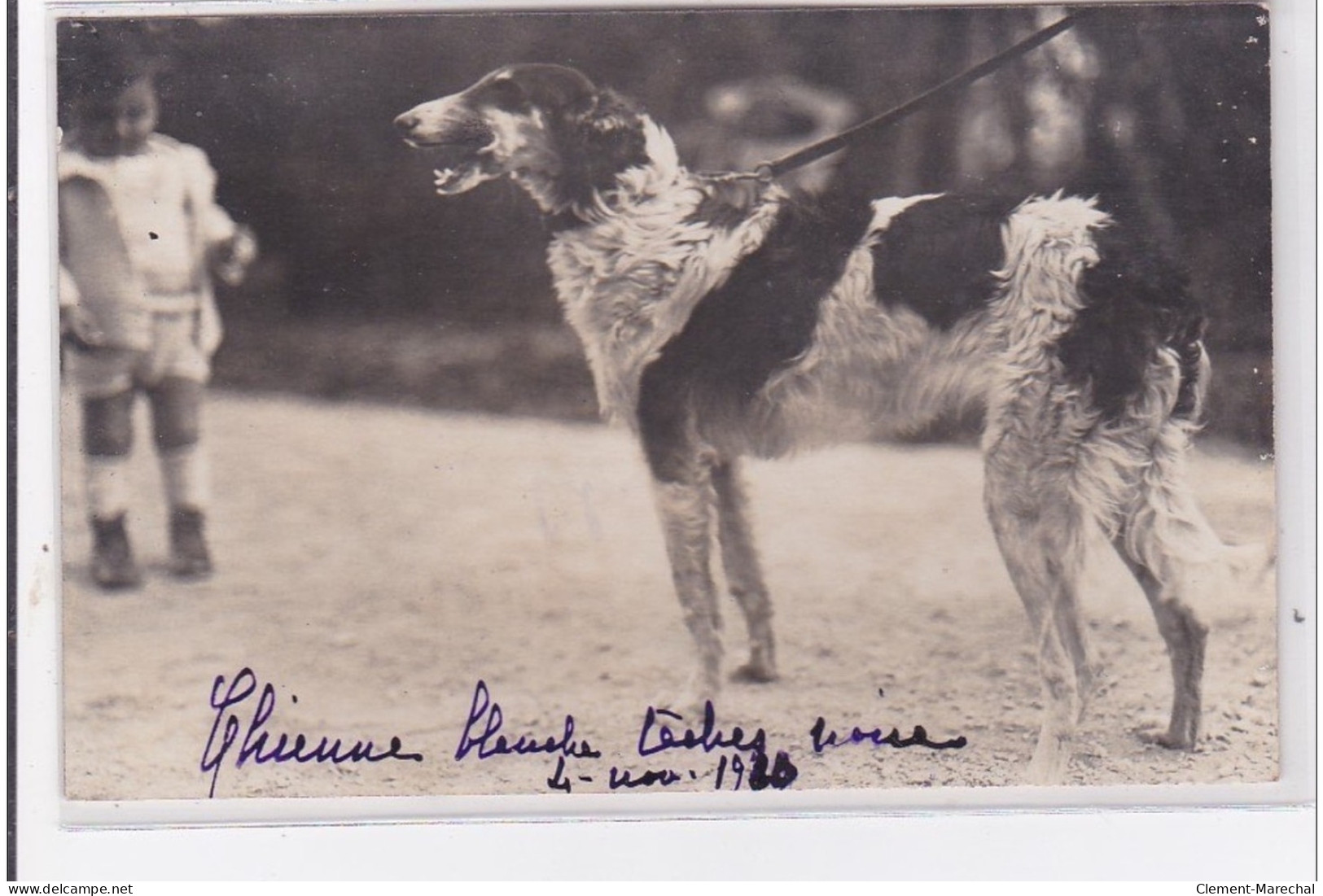 St-CYPRIEN : Carte Photo Chenil Du Domaine Des Capeillans Dressage Chiens Domaine Des Capeillans - Très Bon état - Saint Cyprien