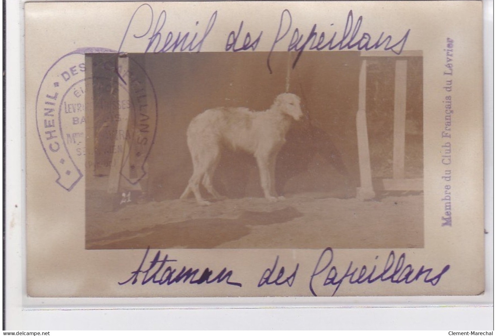 St-CYPRIEN : Carte Photo Chenil Du Domaine Des Capeillans Dressage Chiens Domaine Des Capeillans - Très Bon état - Saint Cyprien