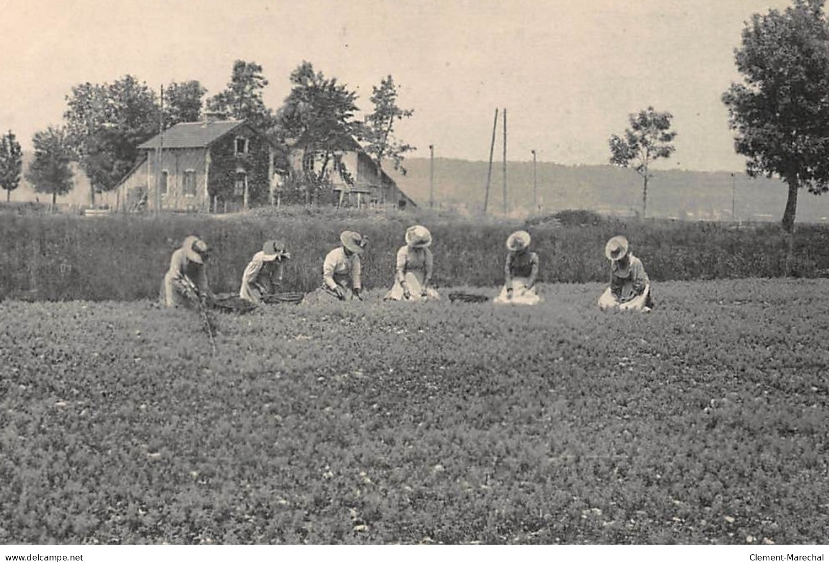 PONTARLIER : La Recolte De L'absinthe - Etat - Pontarlier