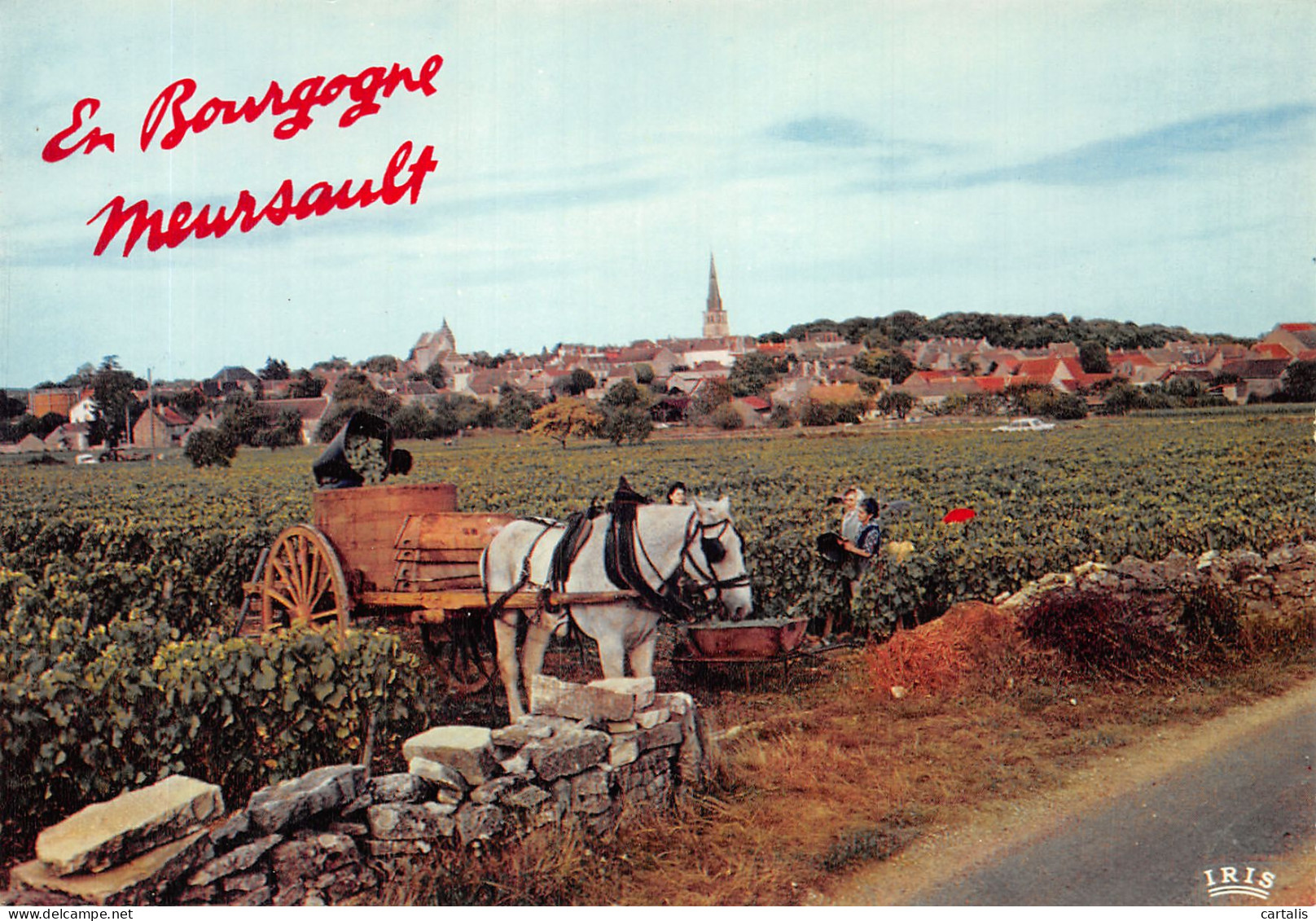 21-MEURSAULT-N°4203-C/0311 - Meursault