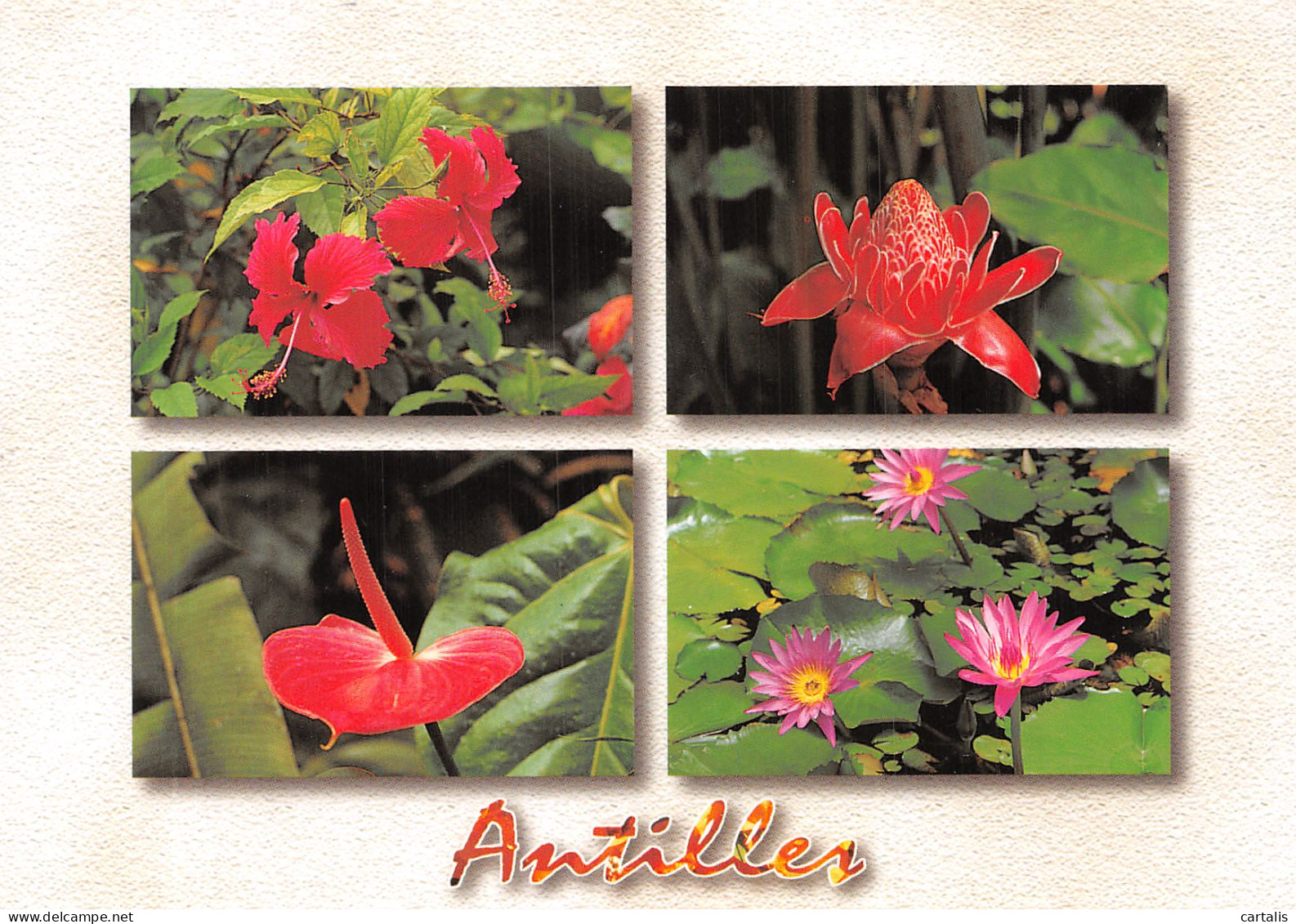 972-MARTINIQUE FLEURS TROPICALES-N°4204-C/0027 - Other & Unclassified