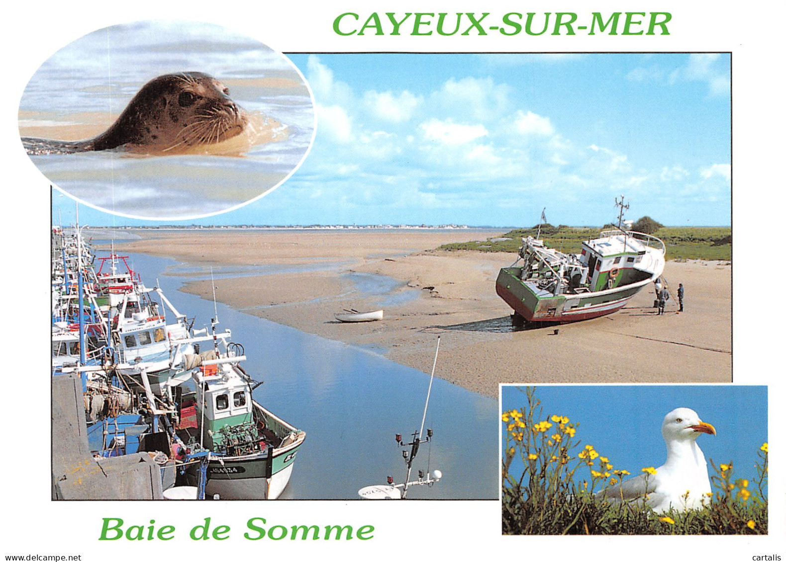 80-CAYEUX SUR MER-N°4205-B/0169 - Cayeux Sur Mer