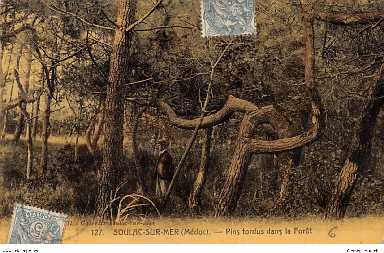 SOULAC SUR MER - Pins Tordus Dans La Forêt - Très Bon état - Soulac-sur-Mer