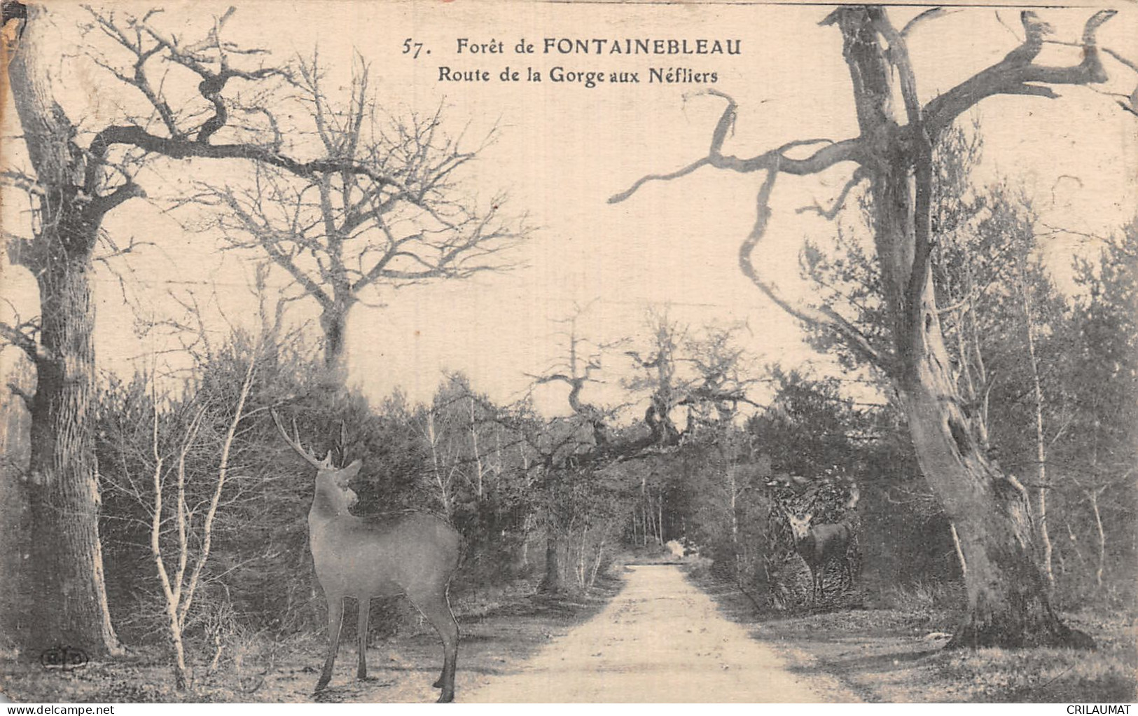 77-FONTAINEBLEAU LA FORET-N°5154-F/0353 - Fontainebleau