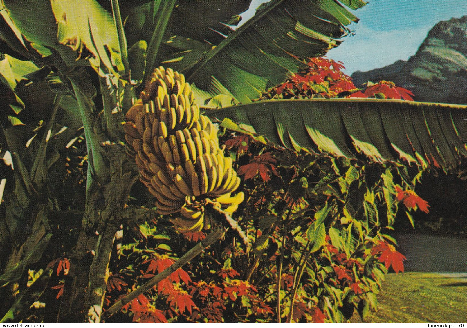 Portugal Madeira Babaneira Banana Tree Bananier Timbre Avion - Postwaardestukken