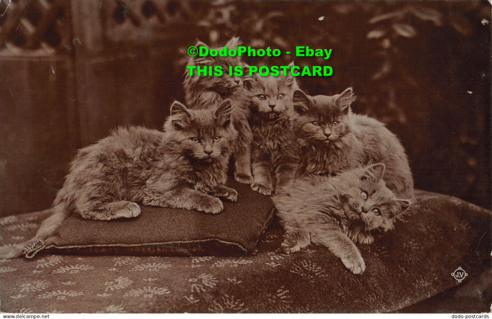 R454023 Five Cats Are Sleeping On Pillows. Valentine. X. L. Series. 1915 - Monde