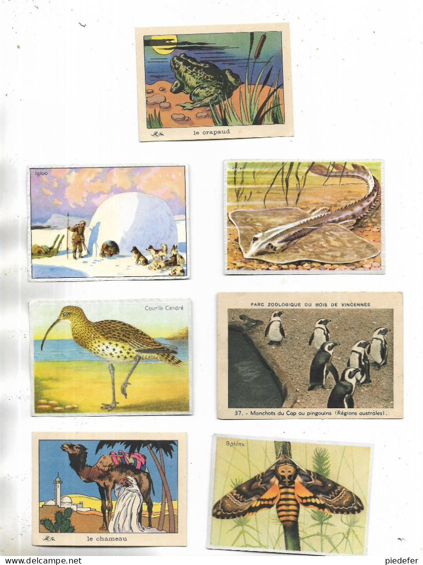 Lot De 7 Petites Fiches Sur Divers Animaux, Sans Descriptifs Au Verso. - Animals