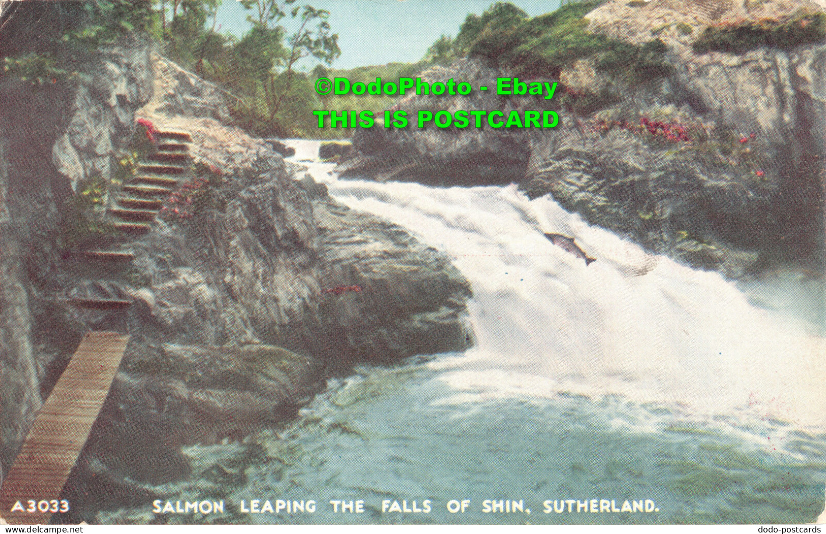 R454171 Sutherland. Salmon Leaping The Falls Of Shin. J. B. White. The Best Of A - World