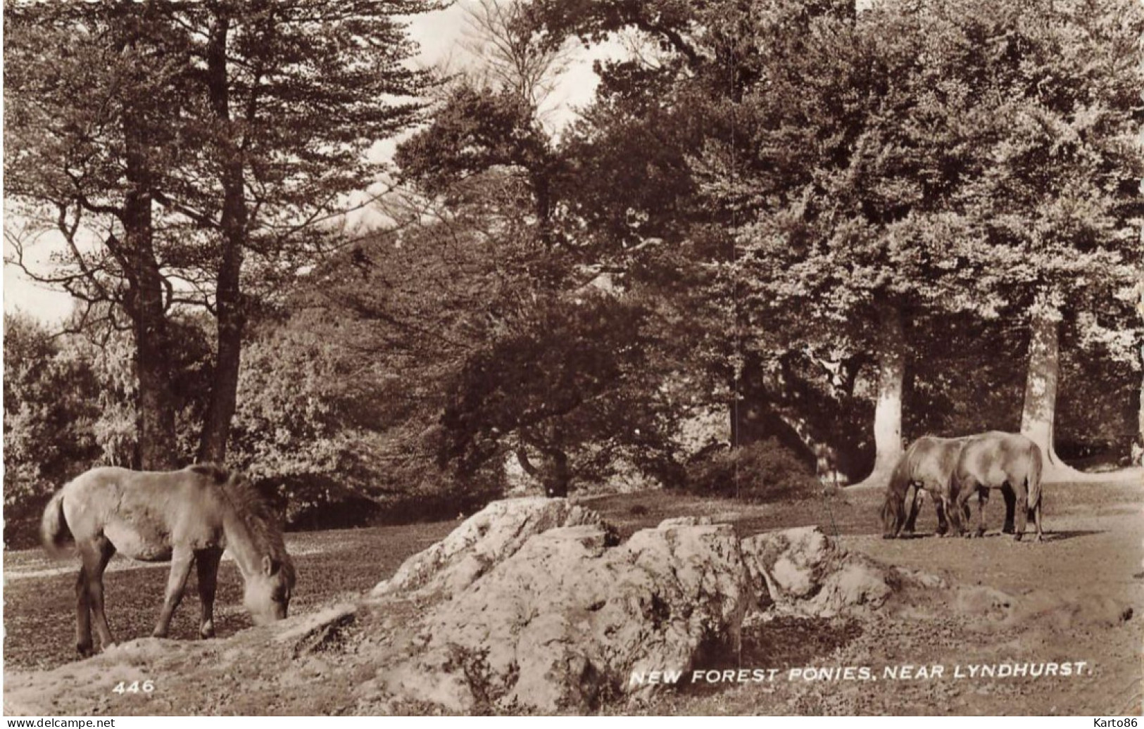 Lyndhurst , Hampshire * Carte Photo * New Forest Ponies * Uk - Sonstige & Ohne Zuordnung